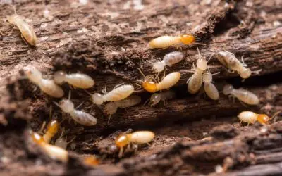 7 Termite Prevention Tips for Homeowners