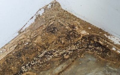 5 Signs of Termites in Your Home