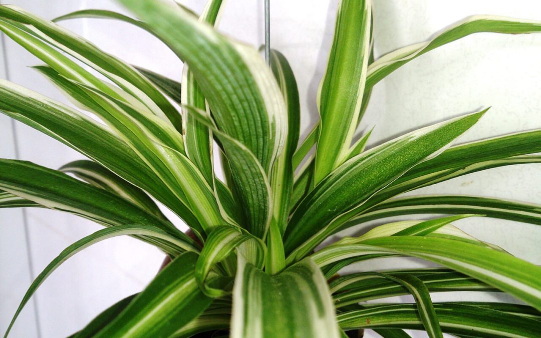 Spider plants like the one shown here are wonderful pet-friendly houseplants.