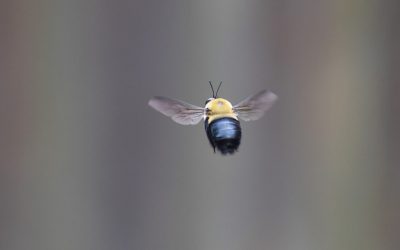 5 Common Wood-Destroying Insects: Identifying and Preventing Infestations