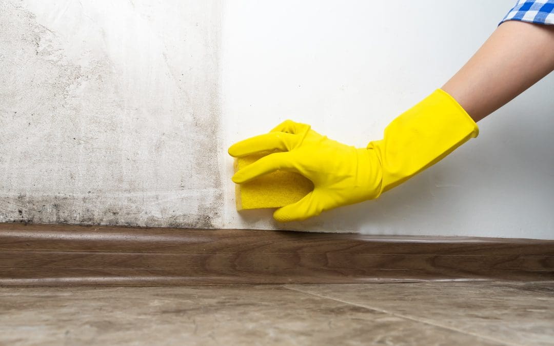 Tips for Preventing Closet Mold and Mildew